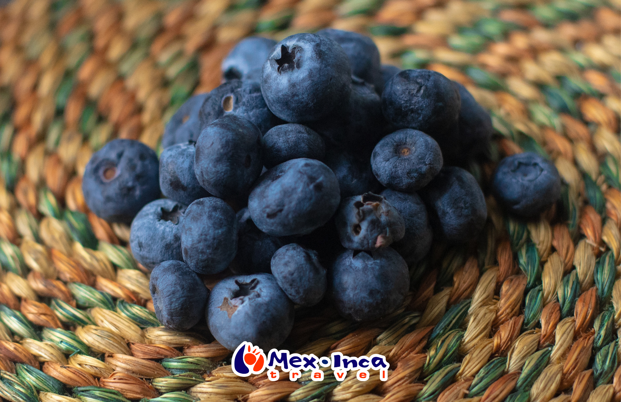 Cosecha_de_Berries_y_Vinos_en_Zacatlan