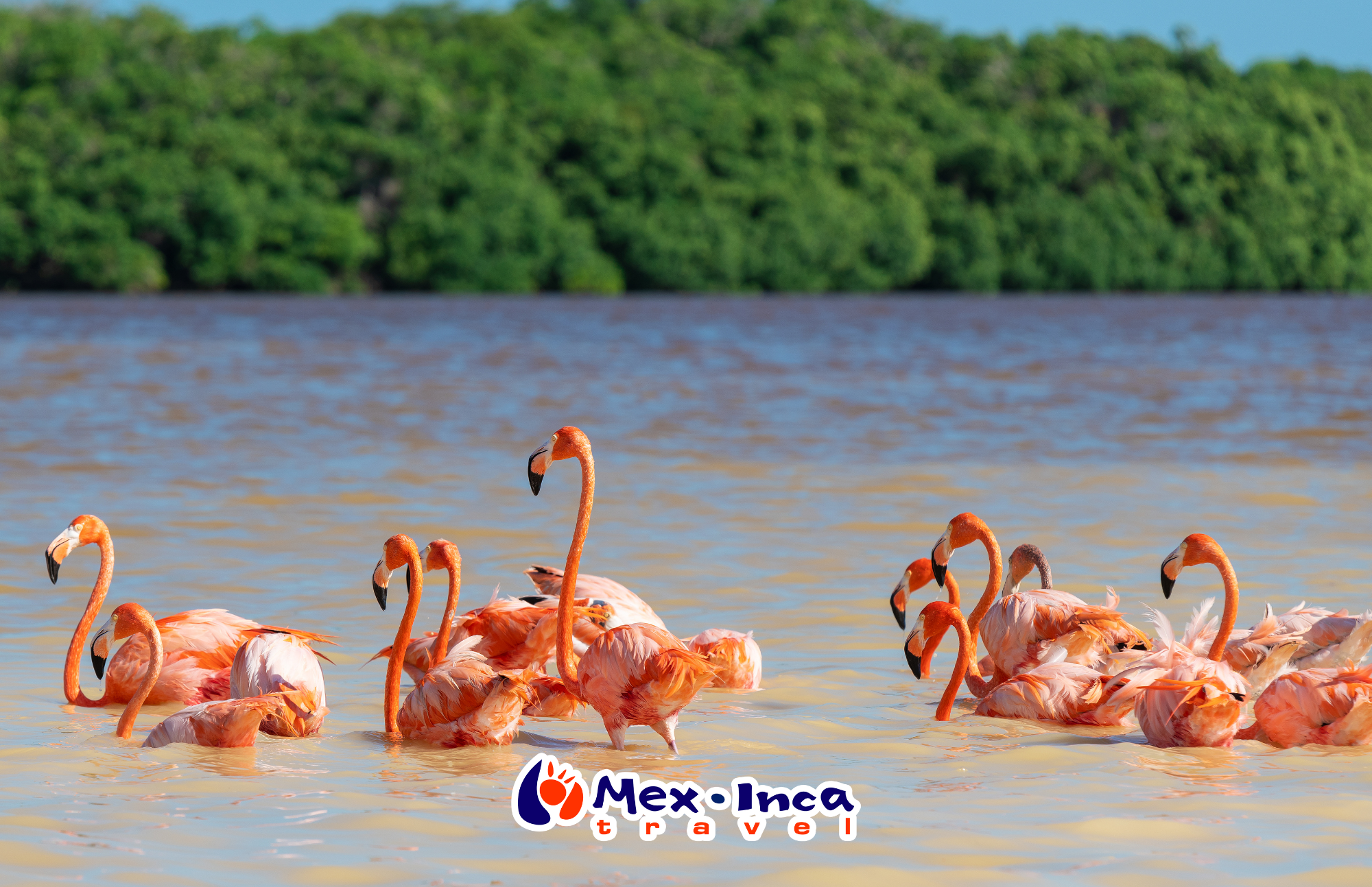 La_Coloradas,_Flamencos_y_Cenotes_con_Hotel_Colonial