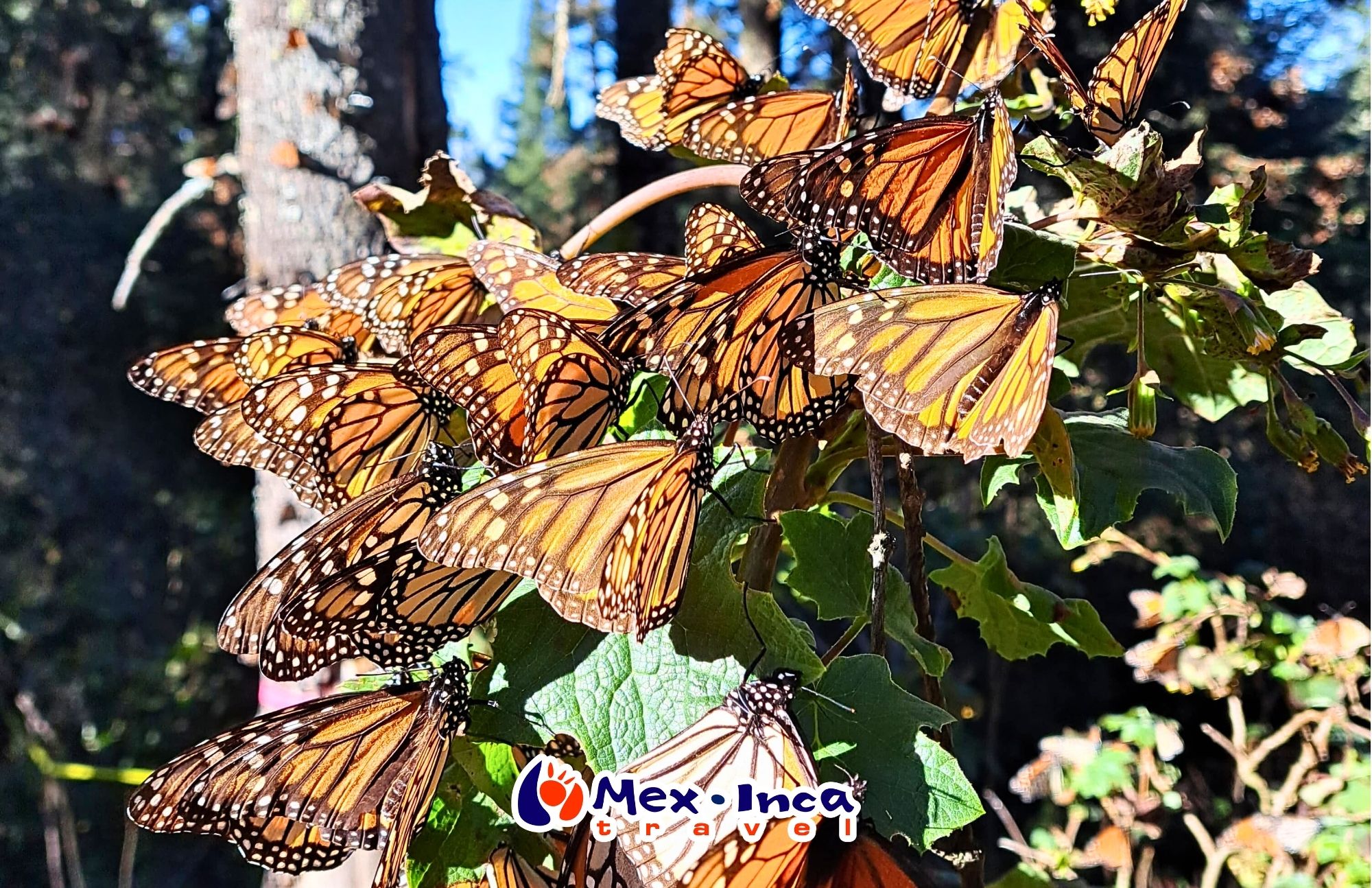 Santuario_de_la_Mariposa_Monarca_y_Angangueo