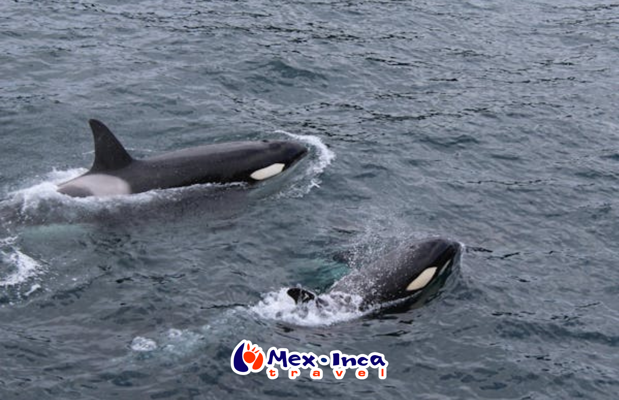 Tour_Avistamiento_de_Ballenas_y_Snorkel_Islas_Marietas