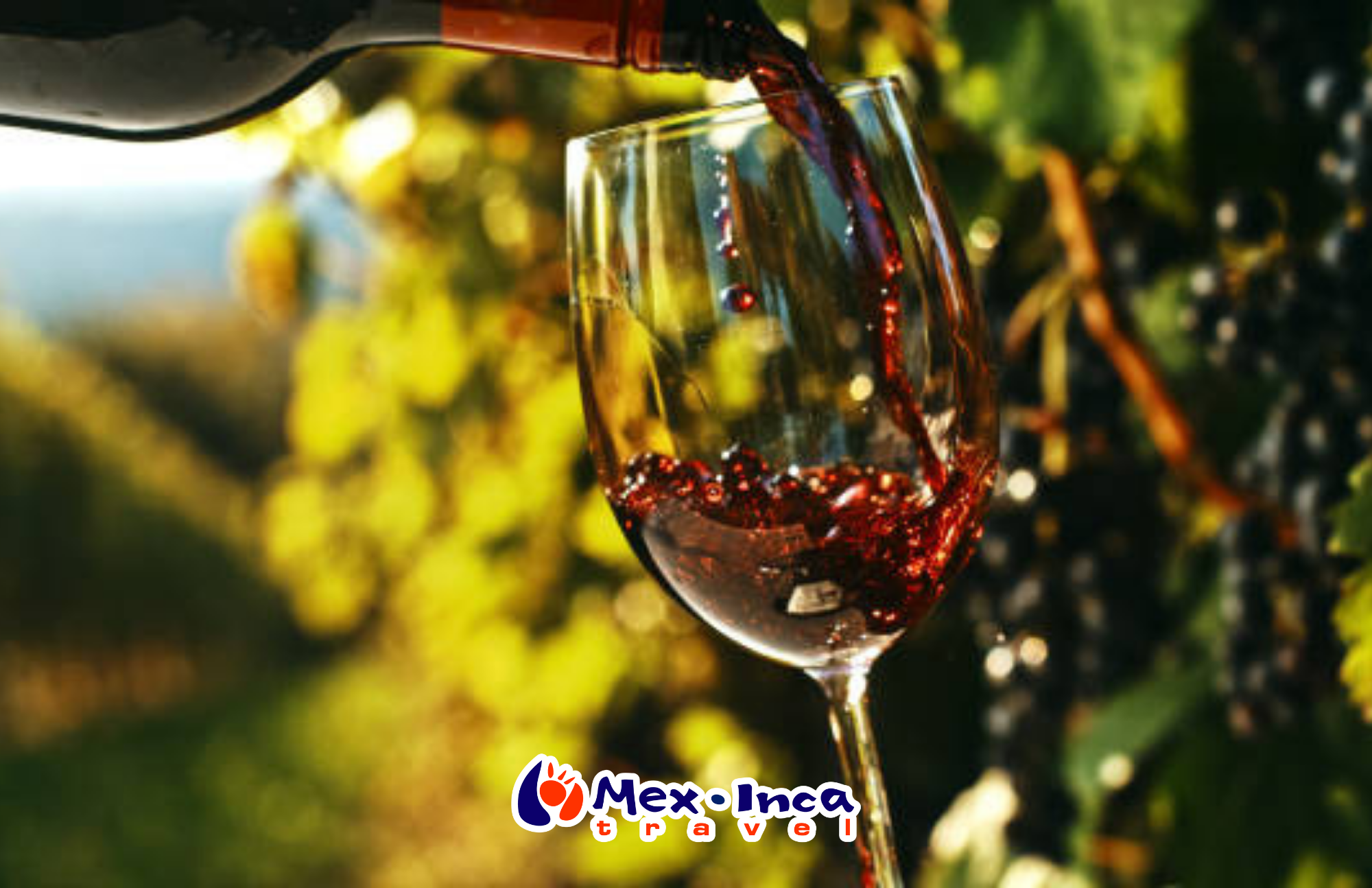 Tour_de_Vinedos_en_Valle_de_Guadalupe